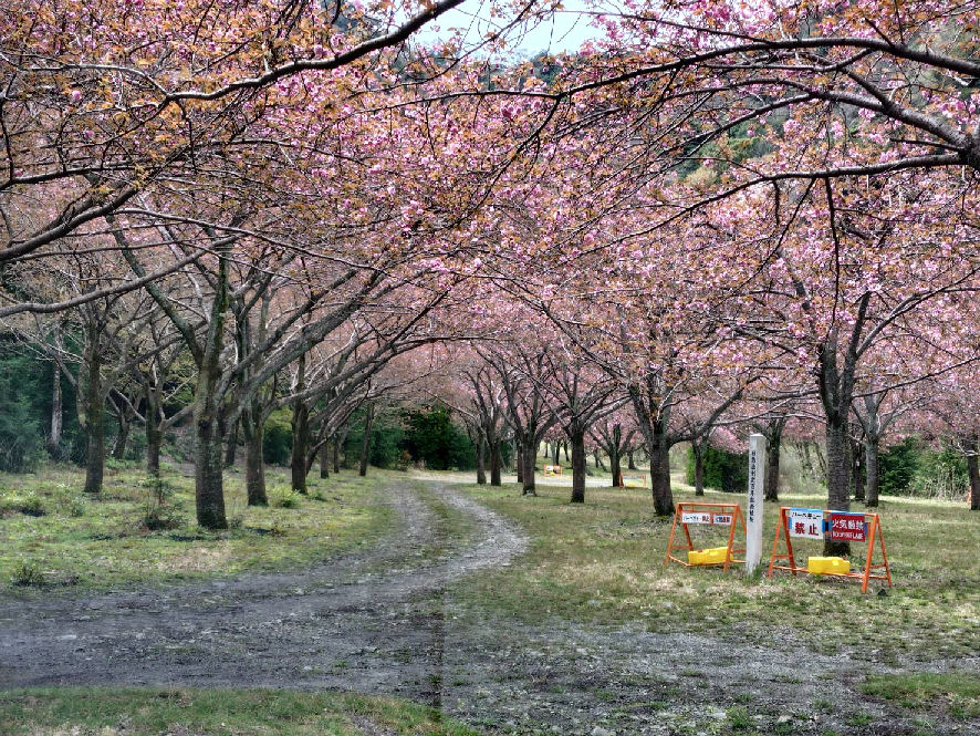 double cherry blossoms 20260405.jpg